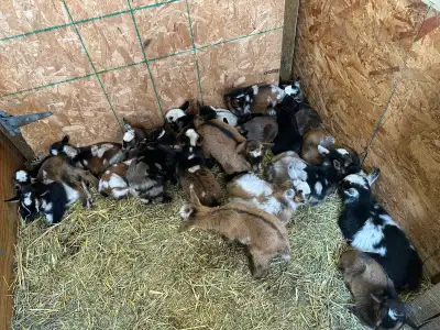 Nigerian Dwarf Goats, View more