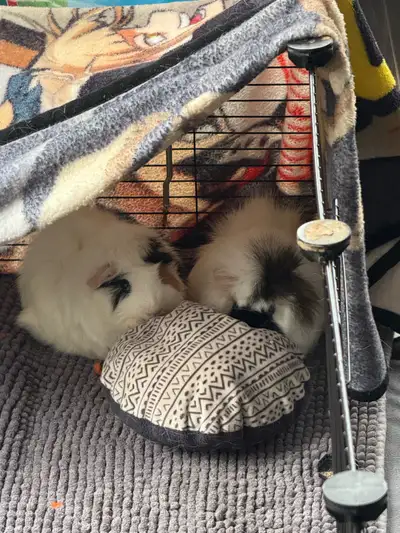 Two female abyssinian guinea pigs, View more