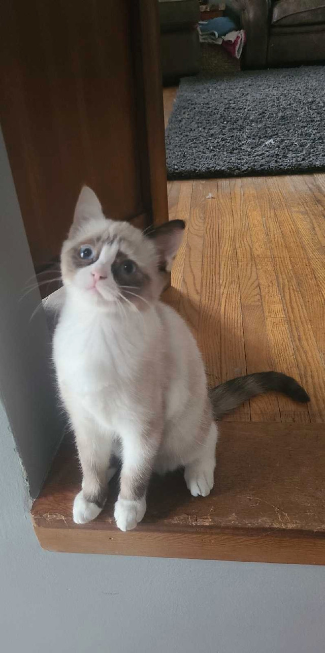 2 Sweet Non-Standard Munchkin Snowshoe Siamese girls READY MEOW! dans Chats et chatons à adopter  à St. Catharines - Image 3