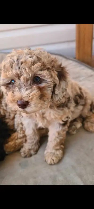 Toy Poodle Puppies , View more
