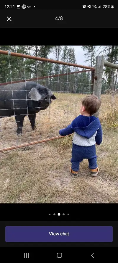 proven English large black boar for breeding services , View more