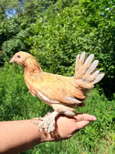 Barbu d’Uccle poule  /  beared Belgian d’Uccles hens, View more