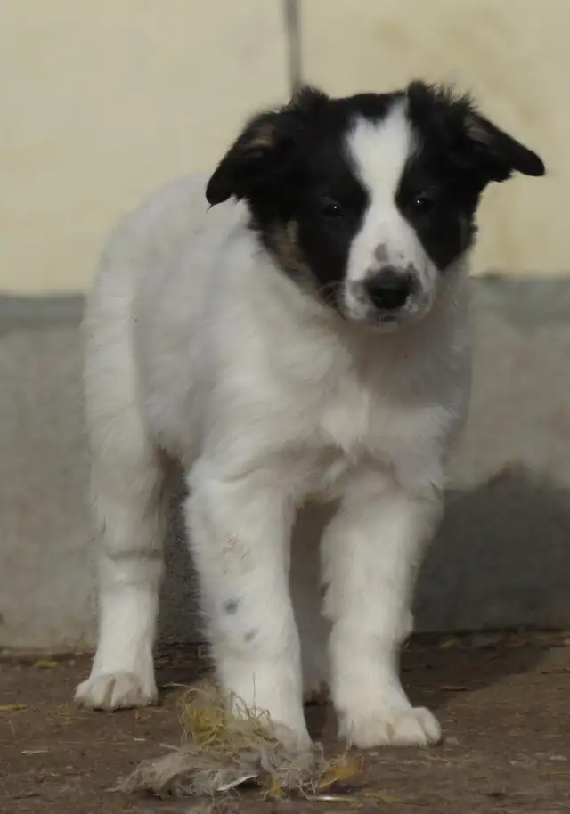 Australian Shepherd Border Collie puppies in Dogs & Puppies for Rehoming in Calgary - Image 9