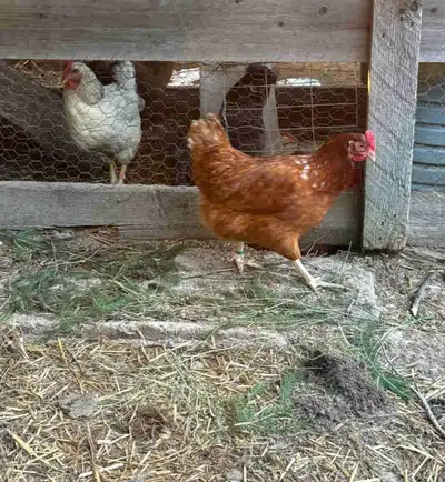 Laying hens for sale , View more