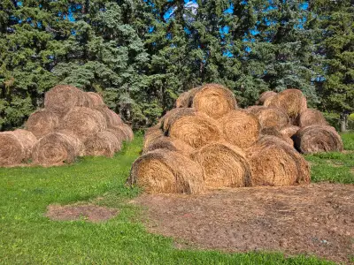 Ugly hay blowout - 500lb $20, View more