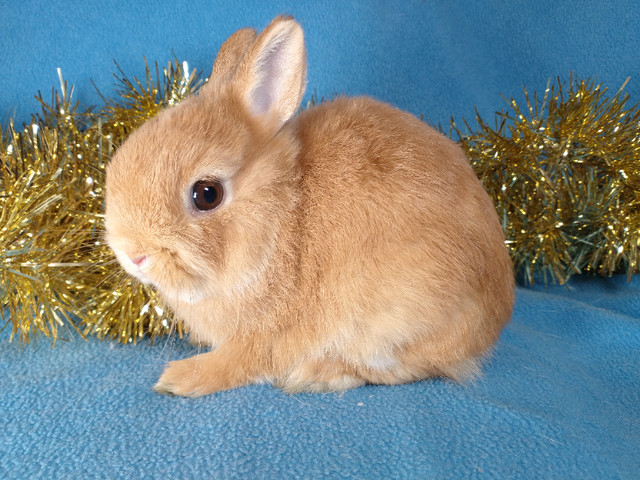 EXTRAORDINARY Netherland dwarf, Holland LIONHEAD, Mini rex bunny in Small Animals for Rehoming in Kingston