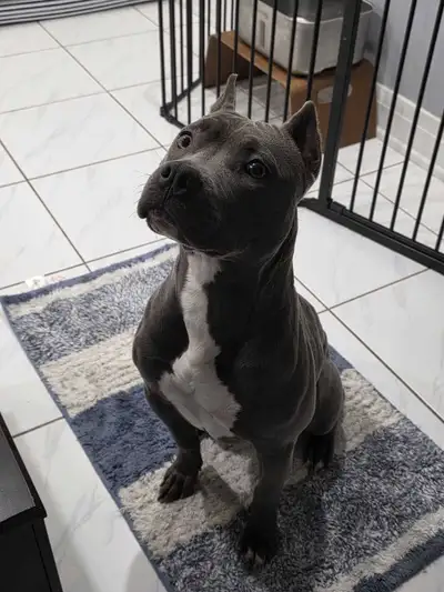 GORGEOUS BLUE STANDARD FEMALE, View more