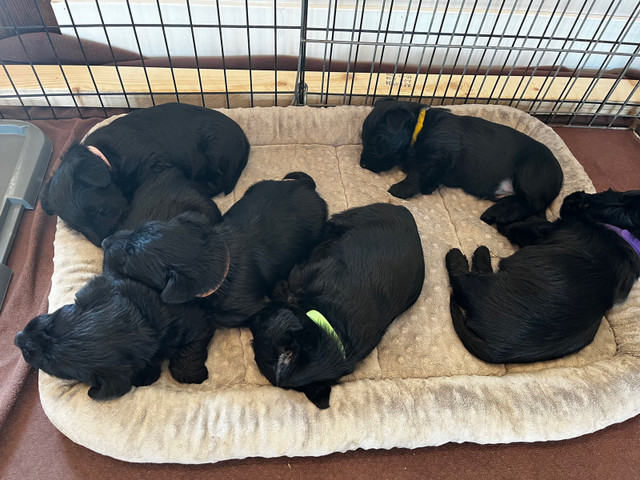 Male CKC registered Scottish Terrier Puppy in Dogs & Puppies for Rehoming in Medicine Hat - Image 2