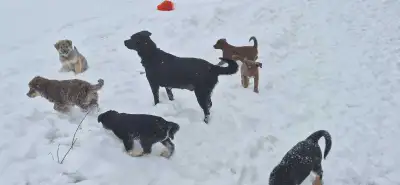 Husky and Lab Mix, View more