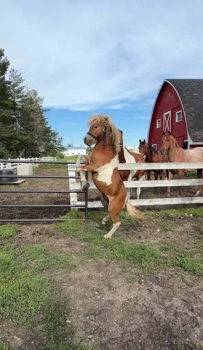 stallion 36 inches, View more