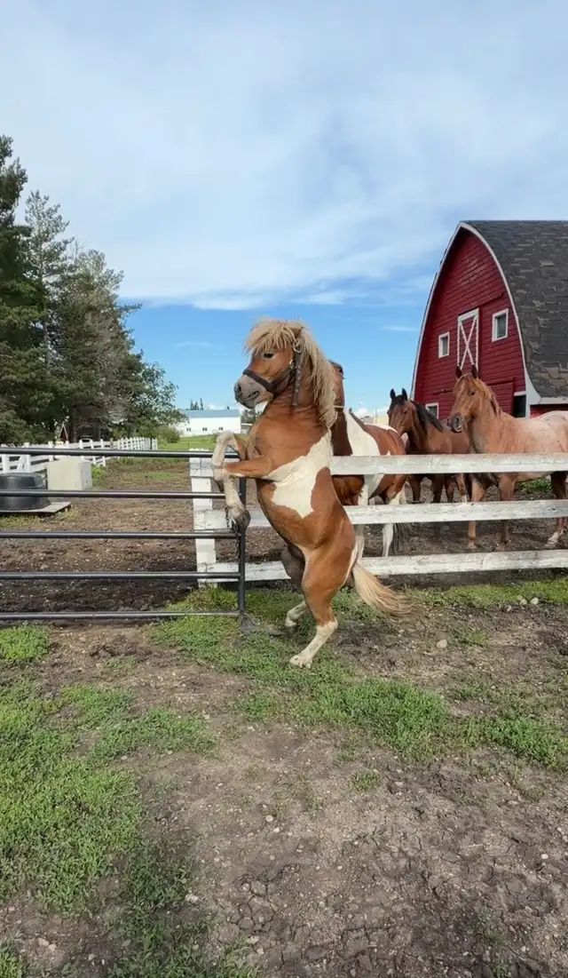 stallion 36 inches in Horses & Ponies for Rehoming in Edmonton - Image 2