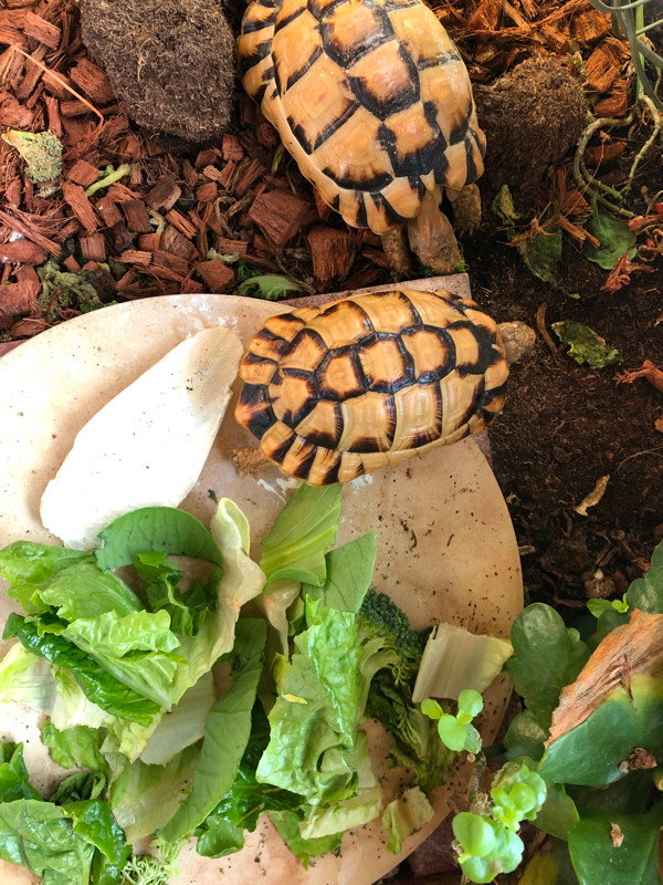 One pair of Egyptian tortoises for adoption in Reptiles & Amphibians for Rehoming in Vancouver - Image 2