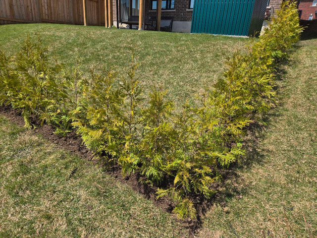 ◇◇◇CEDAR TREES◇◇◇ in Plants, Fertilizer & Soil in Oshawa / Durham Region - Image 4