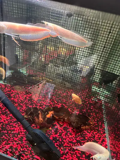 insane pink albino silvers arowana, View more