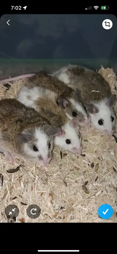 Raising them to be pretty nice so can be pets,feeders, or I can sell groups for your own breeding pu...