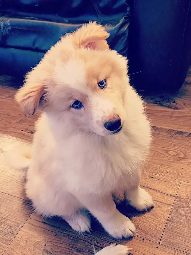 Pomsky Puppies in Dogs & Puppies for Rehoming in Norfolk County - Image 4