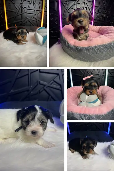 Magnifiques chiots Morkies – Maltais x Yorkshire, View more