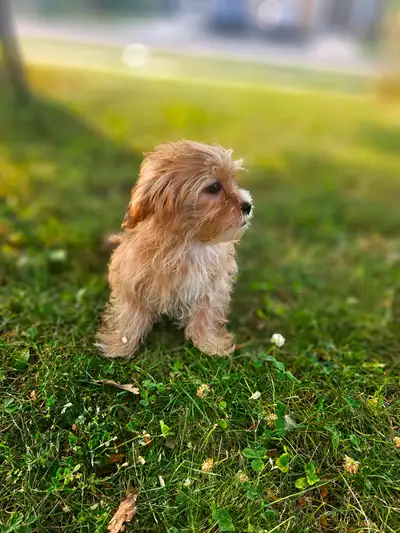 Shorkie Puppies (Shihtzu X Yorkie) Small breed, View more