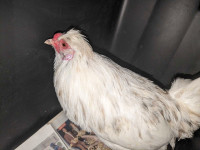 Ameraucana/silkie mix rooster