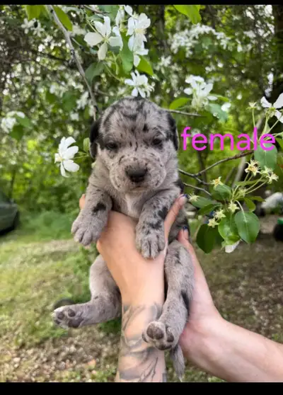 Ready to go june 28.. raised around small kids and we'll behaved. Msg for more information and detai...