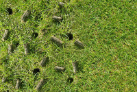 Lawn aeration and seeding service