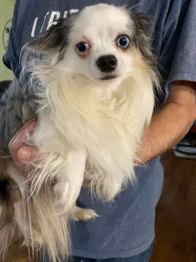 2 CHIHUAHUAS FOR SALE, View more