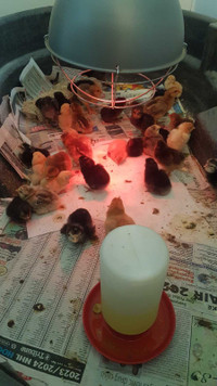 Chicks/eggs for sale