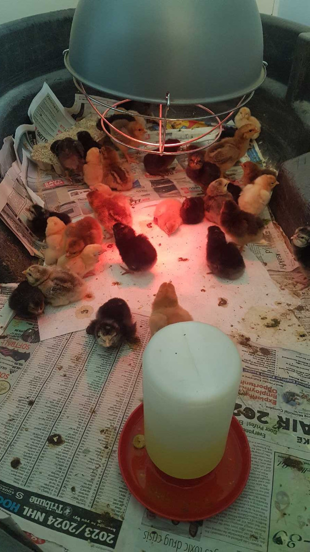 Chicks/eggs for sale in Livestock in Williams Lake