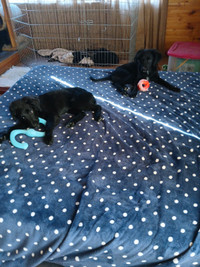 2 female puppies looking for their forever home!