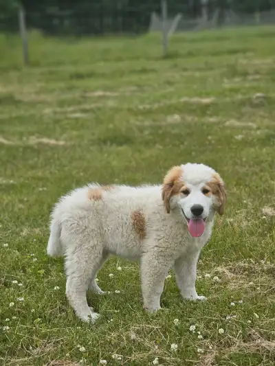 Great Bernese Puppies  **1  Left**, View more