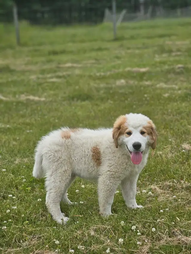 Great Bernese Puppies  **1  Left** in Dogs & Puppies for Rehoming in Edmonton - Image 2