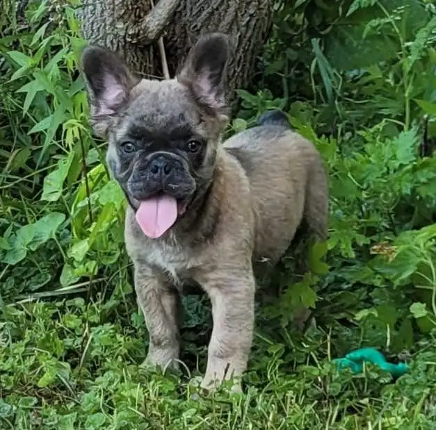 Fluffy French bulldog puppies in Dogs & Puppies for Rehoming in City of Toronto - Image 7