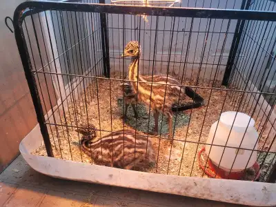 Adorable little emus. watching them play is great entertainment. Have some 3 weeks to 8 weeks with a...