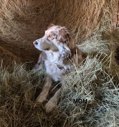 Australian Shepherd mix puppies, View more