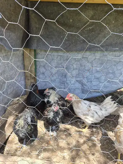 Ayam cemani mix rooster for sale