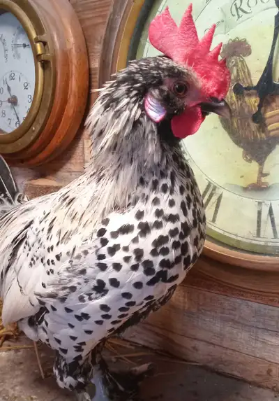 silver speckled hamberg chicken/rooster, View more