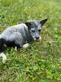 Australian cattle dog puppies (ready for new home) 