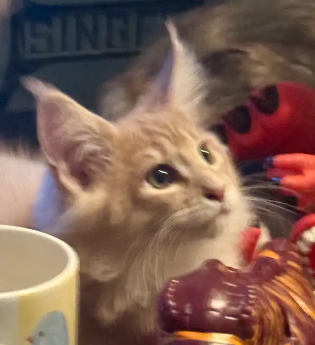 Maine Coon Kittens in Cats & Kittens for Rehoming in Pembroke - Image 9