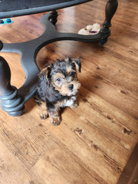Chorkie pup for sale
