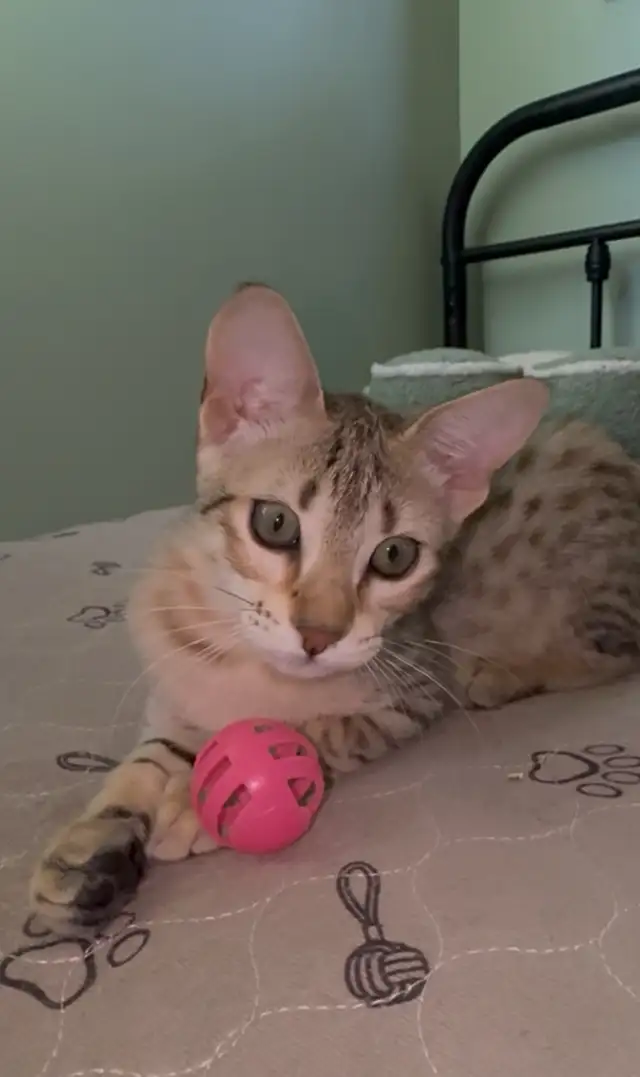 -Savannah / Lynx kittens in Cats & Kittens for Rehoming in Victoria - Image 8