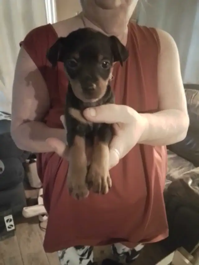 min pin puppies in Dogs & Puppies for Rehoming in Owen Sound - Image 4