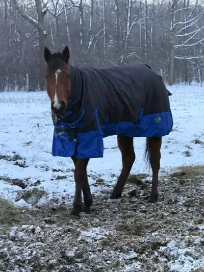 horse for sale , View more