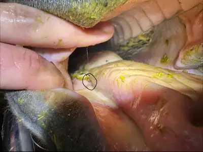 equine dentist, View more