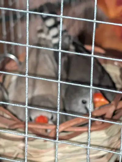 zebra finches and cage, View more