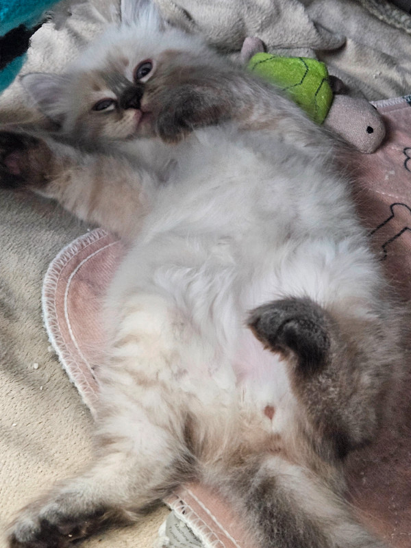 Purebred  Ragdoll kittens, very pretty !! $750 in Cats & Kittens for Rehoming in Delta/Surrey/Langley - Image 3