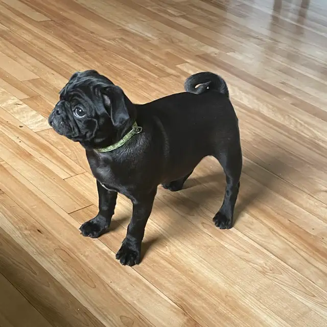 pug puppy in Dogs & Puppies for Rehoming in West Island - Image 8