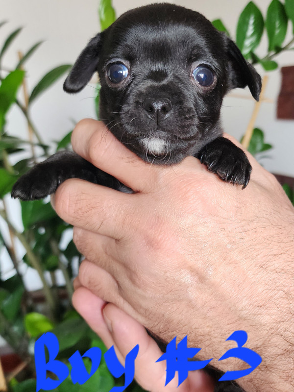 Chihuahua puppies in Dogs & Puppies for Rehoming in Saskatoon - Image 3