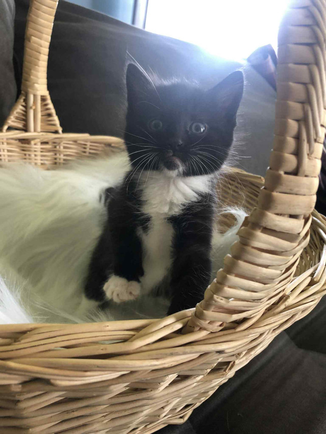 rescue kittens ❤️ in Cats & Kittens for Rehoming in Moncton - Image 4