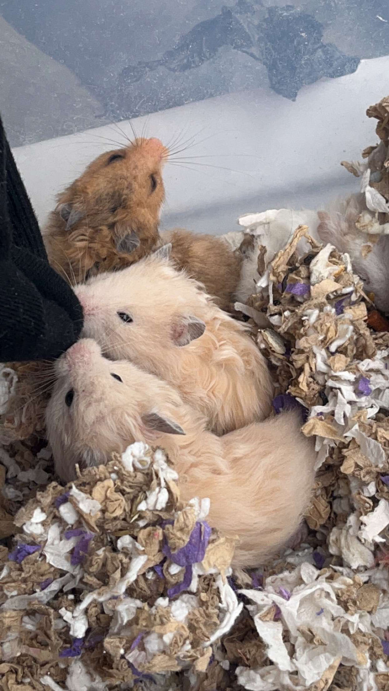 BABY SYRIAN HAMSTERS | Small Animals for Rehoming | Windsor Region | Kijiji