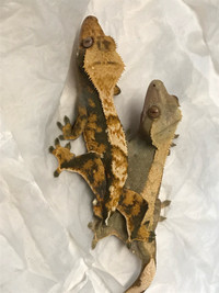 Proven Breeding Pair of Crested Geckos